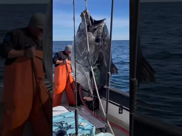 Monster, giant, big Tuna #fishing #short #shorts