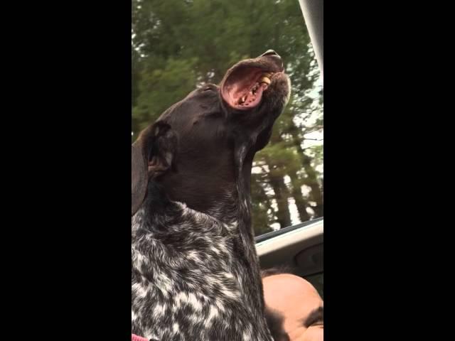 Sunroof Dog.