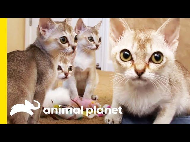 The Tiny Singapura Is The Smallest Of All Cat Breeds | Cats 101