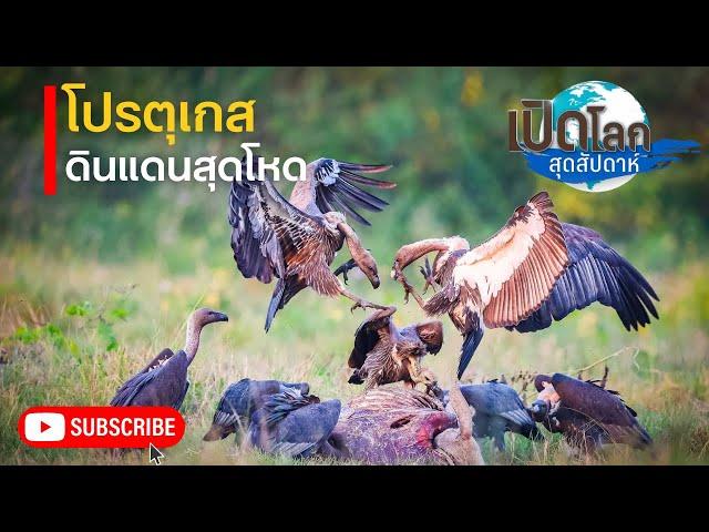 สารคดี เปิดโลกสุดสัปดาห์ ตอน โปรตุเกส ดินแดนสุดโหด ของการเปลี่ยนแปลง | สารคดี สารคดีสัตว์โลก