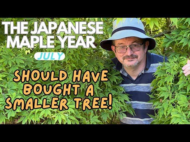 Japanese Maples: Fabulous Acers for SMALL spaces