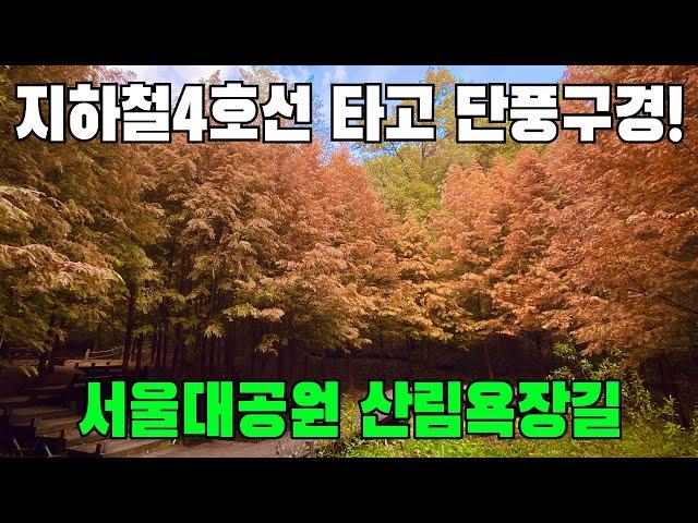 서울대공원 산림욕장길 7km 트레킹! 지하철 4호선 타고 단풍구경 | 트레킹 코스 추천 | 서울 산림욕 코스 | 대중교통 당일치기 여행 | SEOUL Trekking