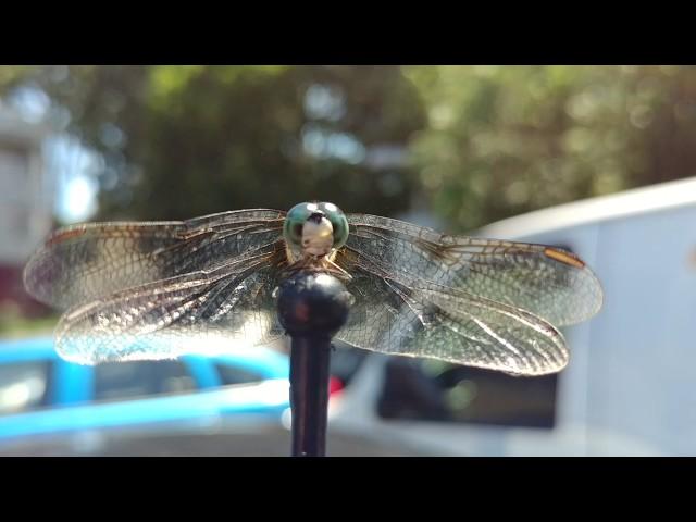 JW BURRELL INVENTED iPHONE GETS 4K UHD VIDEO OF DRAGONFLY INCHES AWAY ON CAR ANTENNA IN MANUAL MODE