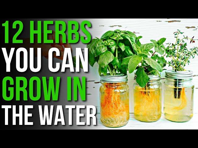 12 Herbs You Can Grow in Water! | How to Grow Herbs in Water