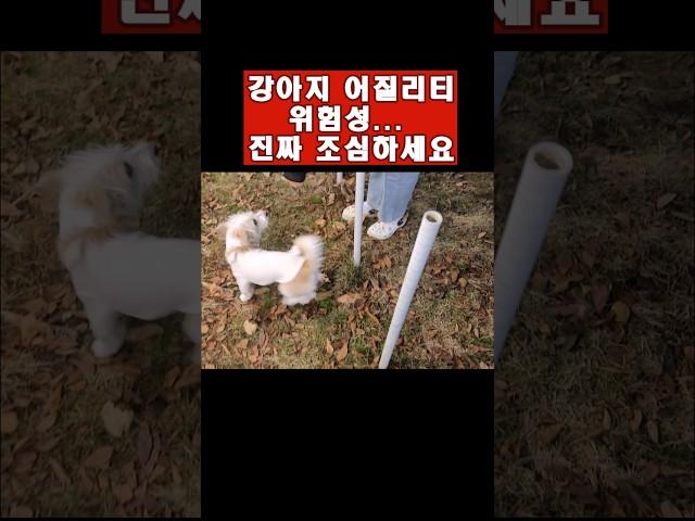 어질리티의 위험성.. 정말 큰일납니다.. #강아지 #훈련 #계란