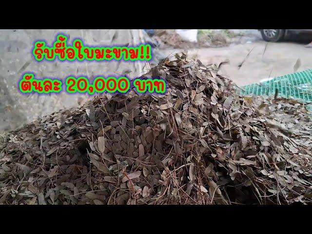 ที่นี้ รับซื้อใบมะขาม ตันละ 20,000 บาท และสมุนไพรหลากหลายชนิดหลังบ้านท่านที่ท่านอาจไม่รู้ว่าขายได้