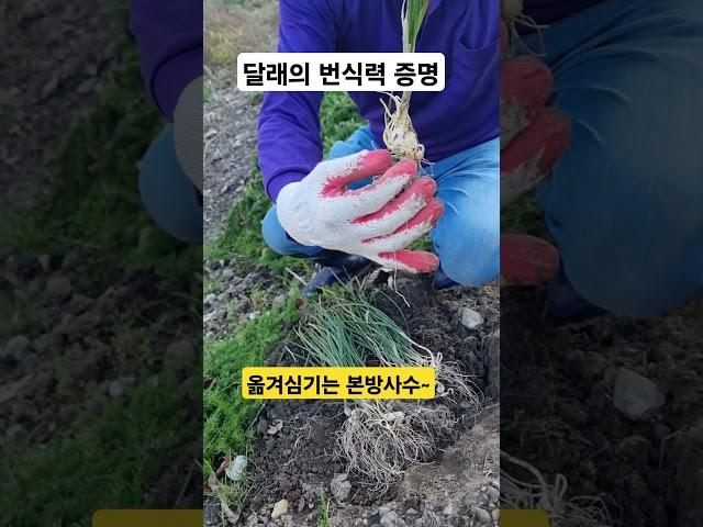 달래의 번식력과 옮겨심기 #달래