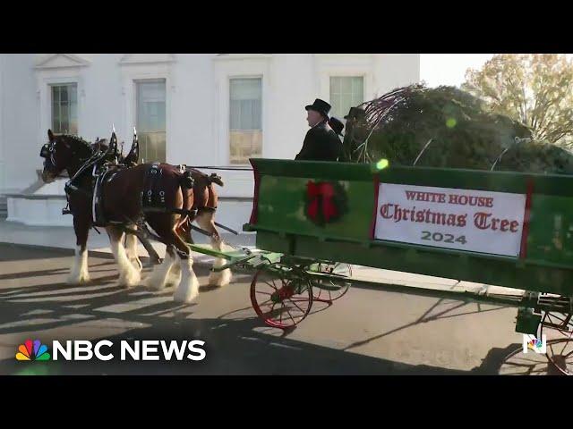 First Lady Jill Biden welcomes Christmas tree from hurricane-ravaged North Carolina