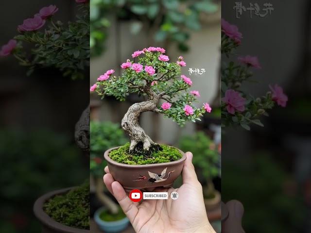 bonsai berbunga #shorts