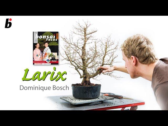 Larix decidua: Tough and adaptable with graceful branches and golden foliage