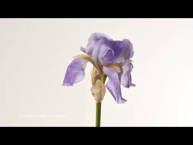 Compilation Iris Flower opening time lapse. 4K