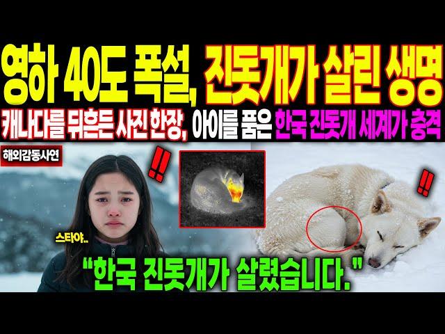 [해외감동사연]”영하 40도 폭설에 한국 진돗개가 살린 생명” 캐나다를 뒤흔든 사진한장, 아이를 품은 한국 진돗개 보자 전 세계가 충격 받은 이유