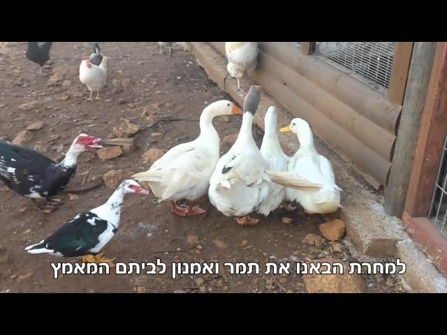 בריכה במקום שחיטה