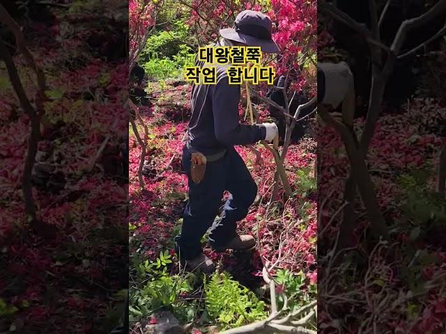 대왕철쭉 작업합니다 #대왕철쭉 #철쭉