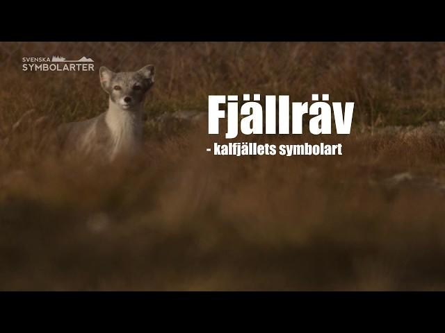 Svenska symbolarter: Fjällräv