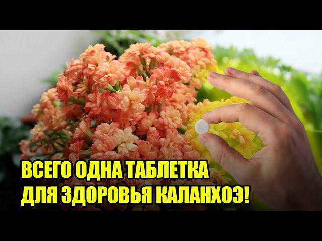 Чем Подкормить Каланхоэ В Домашних Условиях? Самые Эффективные Удобрения Для Супер Роста и Цветения!