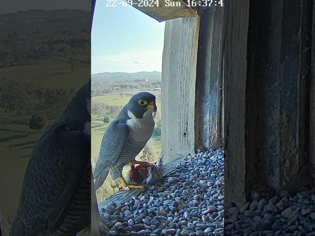 Falcon female show no interest in male's prey #falcon #birds #shorts #nature #falcons #wildlife