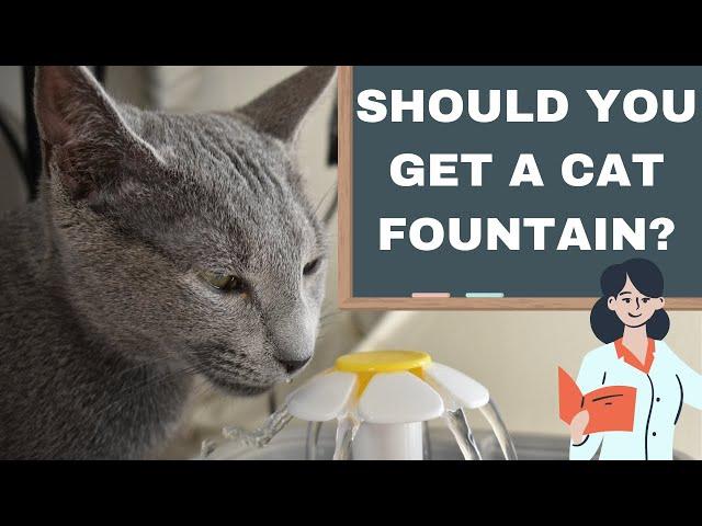 How to Keep your Cat Hydrated: What SCIENCE says