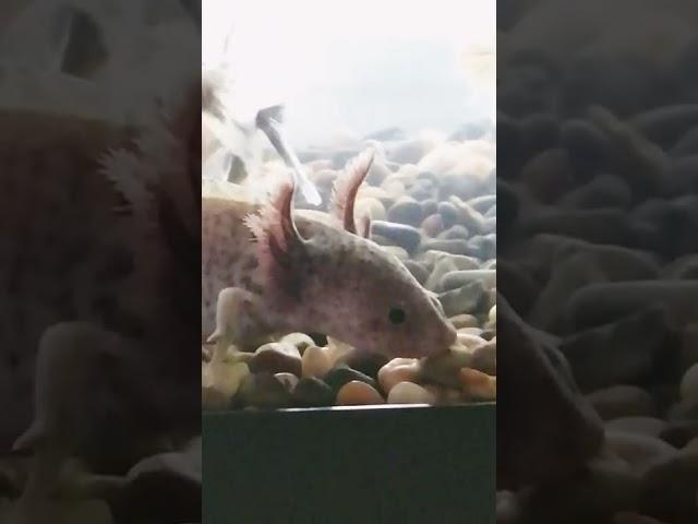 Axey the axolotl