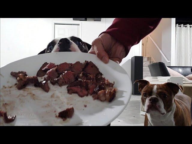 Leaving My Dogs Alone With a Plate Full Of Juicy Steak