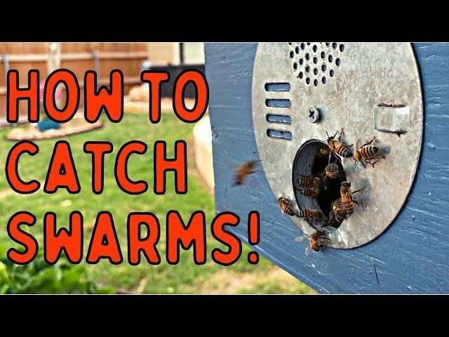 How to Catch FREE BEES with SWARM TRAPS