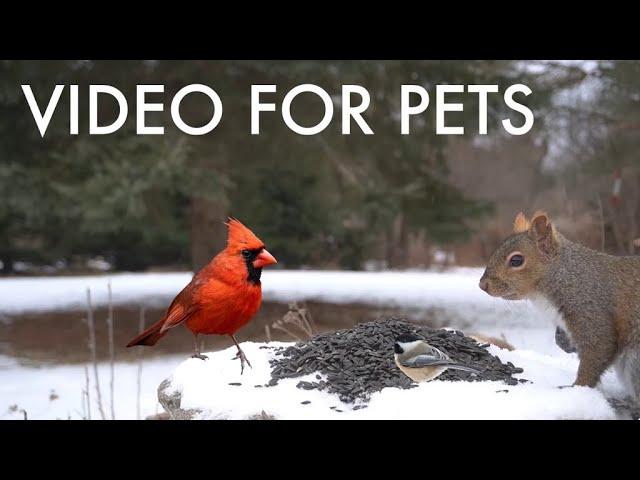 Cardinals, Squirrels and Beautiful Backyard Animals in Winter - 10 Hour Cat TV  - Jan 16, 2025