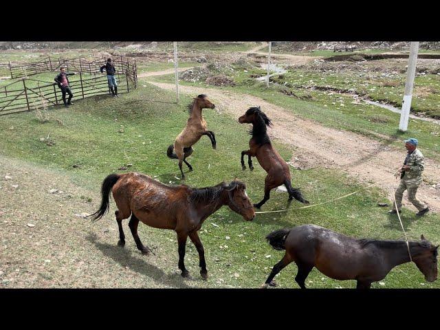 Biz At dalaşdırmırıq, təbiyətin öz qanunları var. İlxida bir Ayğır olar