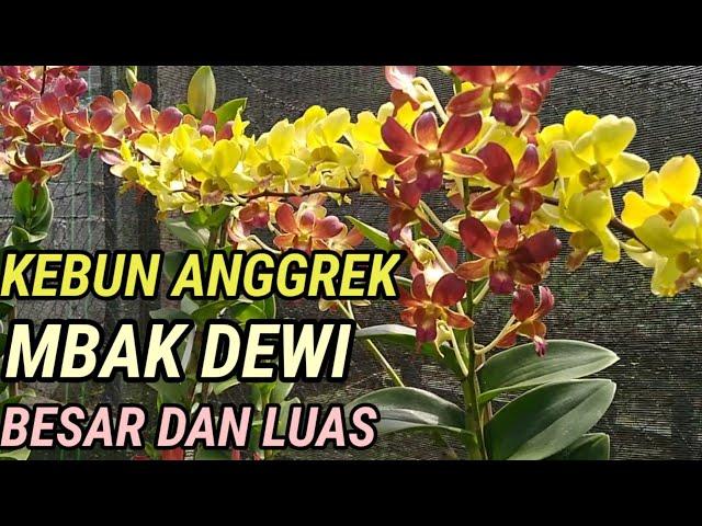 Kebun Anggrek Mbak Dewi Yang Besar dan Luas