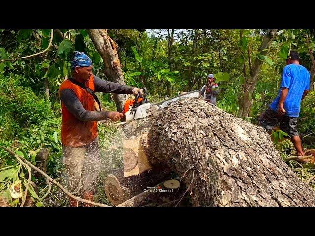 Cut down for blocking sunlight - Husqvarna 395 Chainsaw