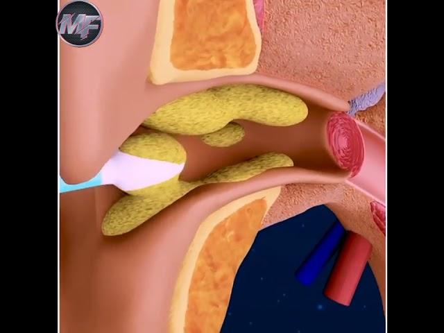 3D animation Ear internal part!कान के बारे में रोचक तथ्य! Amazing Facts! Margin facts!