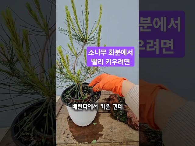 소나무 순꺽기 가지치기. 1지 순치기를 안하는이유는?