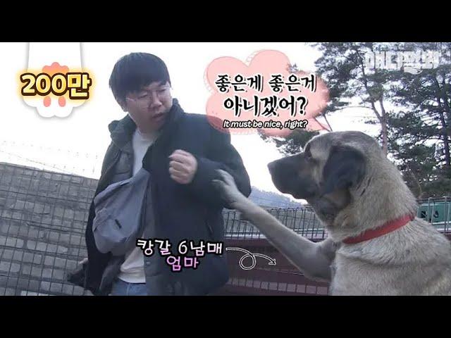 Why did the mama Kangal dog tell the producer to release his fist?