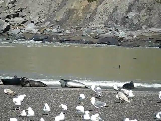 Harbor Seals, Goat Rock Beach, Sonoma Coast State Park