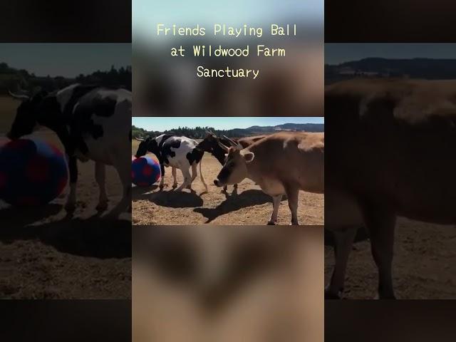 Friends Playing Ball at Wildwood Farm Sanctuary