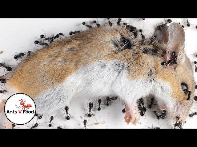 Time Lapse Ants Eating Dead Mouse