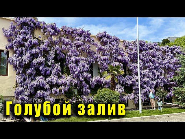 КРЫМ, посёлок ГОЛУБОЙ ЗАЛИВ и НЕВЕРОЯТНАЯ КРАСОТА в конце этого видео. Глициния