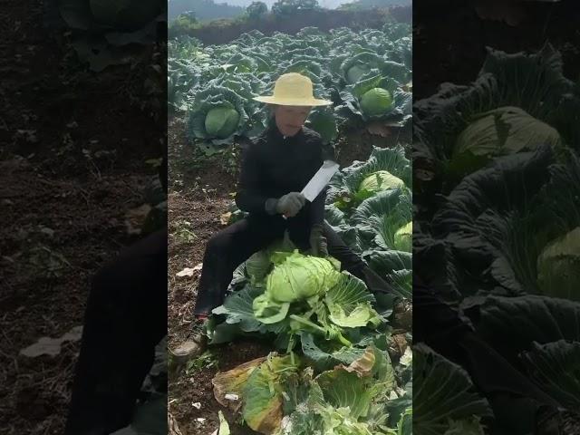 Cutting cabbage under the scorching sun