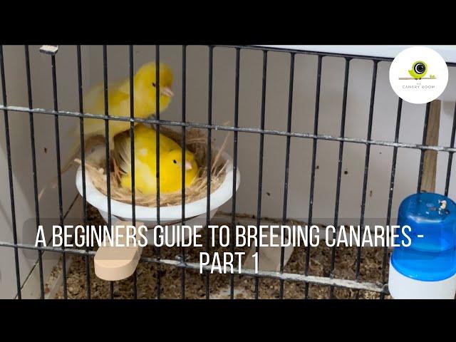 A Beginners Guide to Breeding Canaries -  Part 1 Getting started