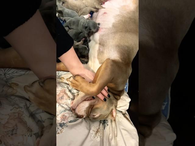 В доме прибыло , новые Марвелятки #питомниксобак #americanbully