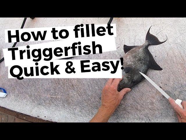 How to fillet a triggerfish