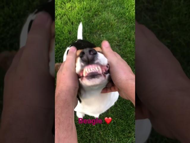 Beagle love massage#beagle #dog #cute #doglover #dogs