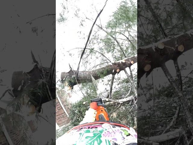 Cutting a Pine Tree Off a Power Line – Precision Chainsaw Work