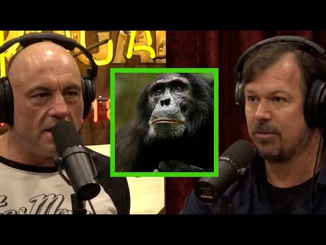 Documentarian James Reed on Witnessing Chimpanzee Patrols and Attacks