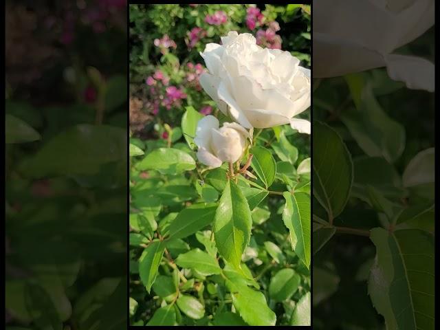 아이스버그장미 - 소리정원에서