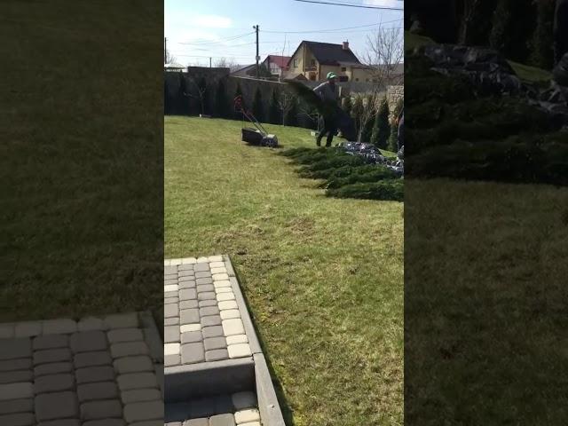 Посадка живої огорожі з туї #garden #thuja #львів #сад #gardening