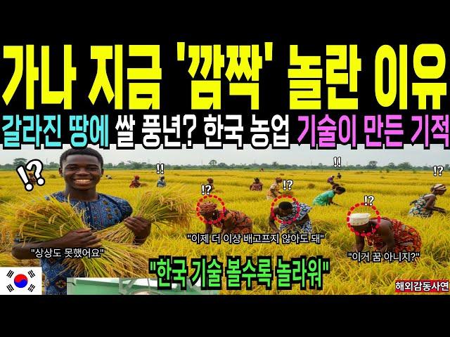 세계가 극찬한 한국 농업 기술｜가나 땅이 풍년이 된 이유[해외감동사연]