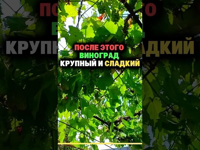 После этого виноград крупный и сладкий #дача #секреты #огород #сад #урожай #виноград