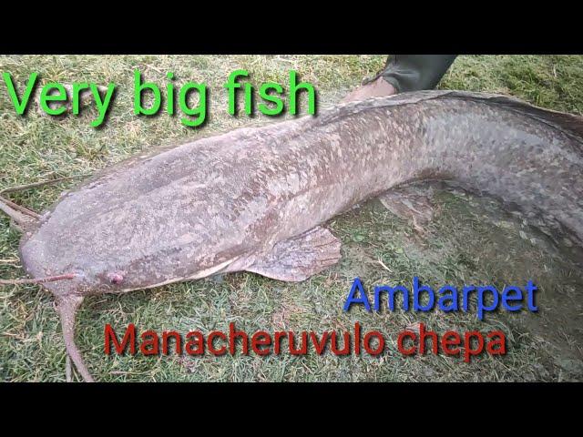 VERY BIG FISH 