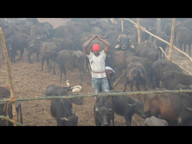 Nepal's mass animal slaughter begins despite outcry | AFP