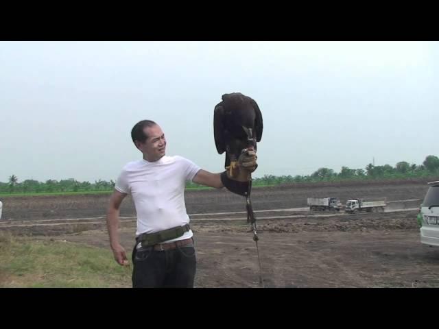 Bald Eagle, Training 3, With Line